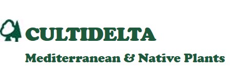 Sponsor 13
